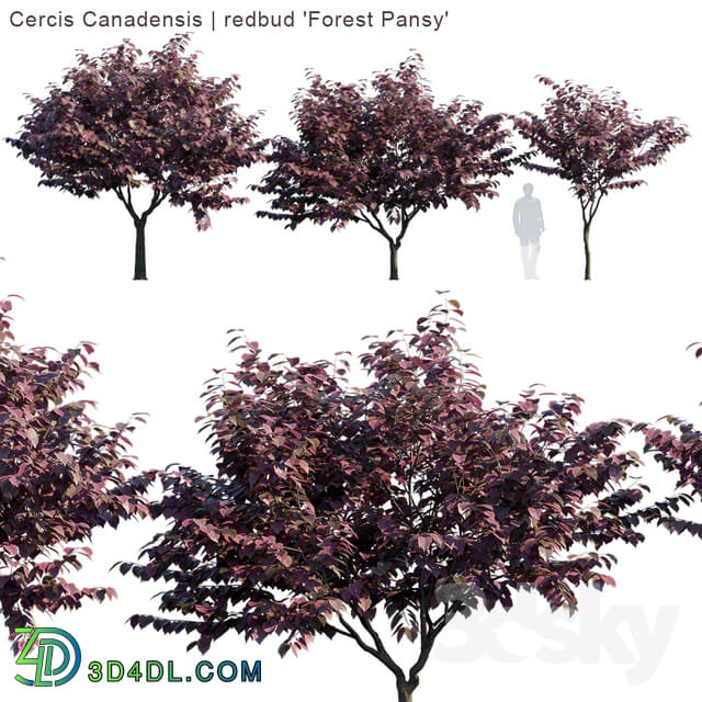 Cercis Canadensis redbud Forest Pansy 