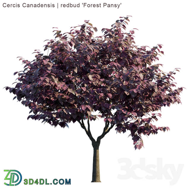 Cercis Canadensis redbud Forest Pansy 