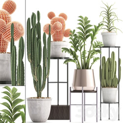 Plant collection 303. Cactus set. Cactus cereus Zamioculcas aloe shelf with flowers stand Aloe desert plants interior concrete outdoor 3D Models 