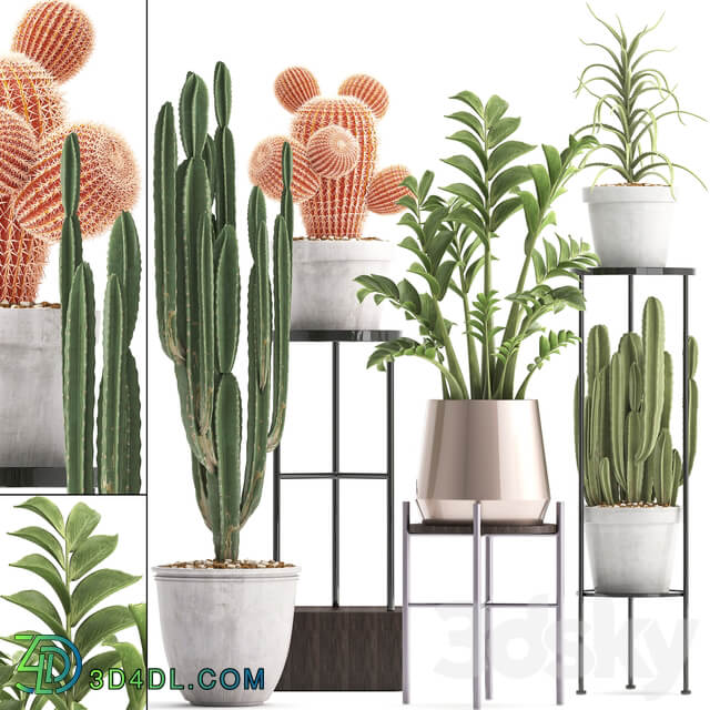 Plant collection 303. Cactus set. Cactus cereus Zamioculcas aloe shelf with flowers stand Aloe desert plants interior concrete outdoor 3D Models