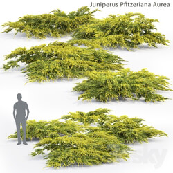 Juniper Medium Aurea Juniperus Pfitzeriana Aurea 2 