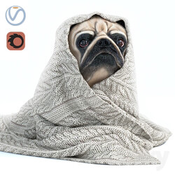 Pug 1 Winter is coming 