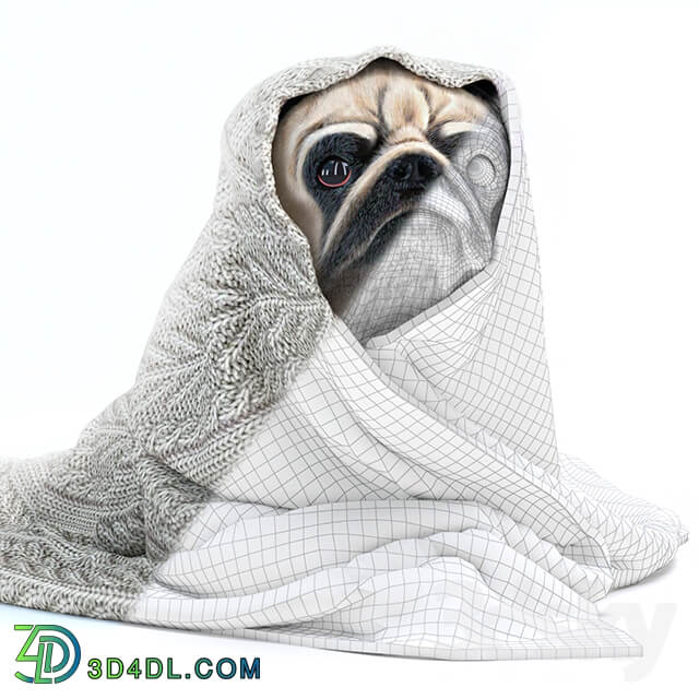 Pug 1 Winter is coming