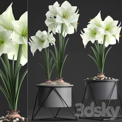 Collection of plants 310. Hippeastrum. Hippeastrum potted flowers indoor flowers flowerpot flower pot Scandinavian style eco design White flowers 3D Models 