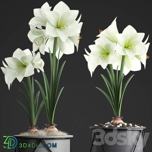 Collection of plants 310. Hippeastrum. Hippeastrum potted flowers indoor flowers flowerpot flower pot Scandinavian style eco design White flowers 3D Models