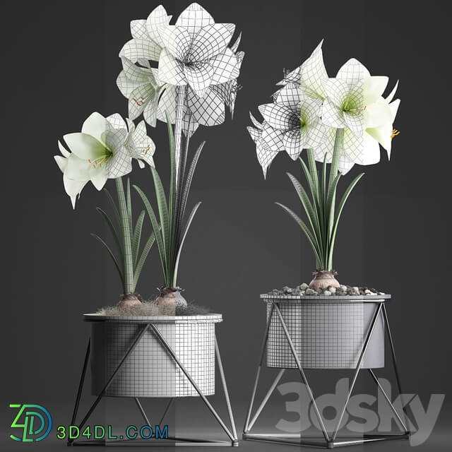 Collection of plants 310. Hippeastrum. Hippeastrum potted flowers indoor flowers flowerpot flower pot Scandinavian style eco design White flowers 3D Models