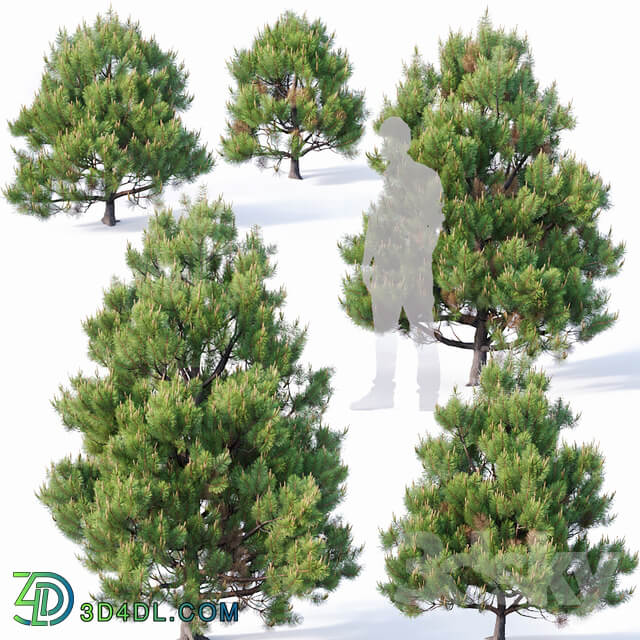 Pinus sylvestris 4 H110cm 300cm V2