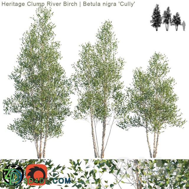 Heritage Clump River Birch Betula nigra Cully 2