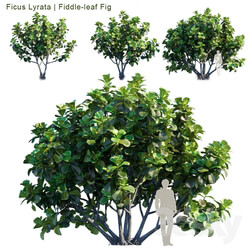 Ficus Lyrata Feed leaf fig 