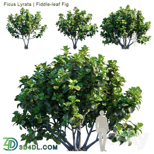 Ficus Lyrata Feed leaf fig