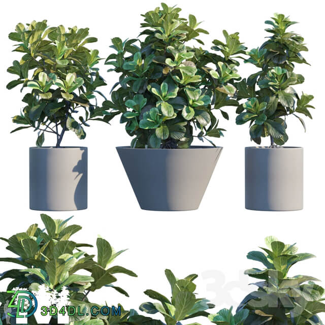 Plant in pots 19 Ficus Lyrata 3m