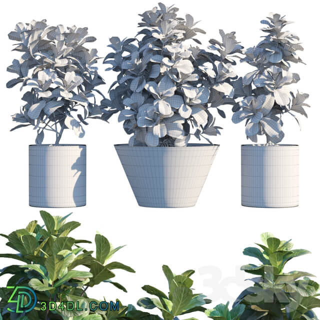 Plant in pots 19 Ficus Lyrata 3m