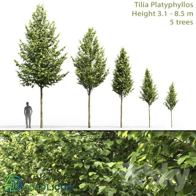 Tilia platyphyllos 3D Models