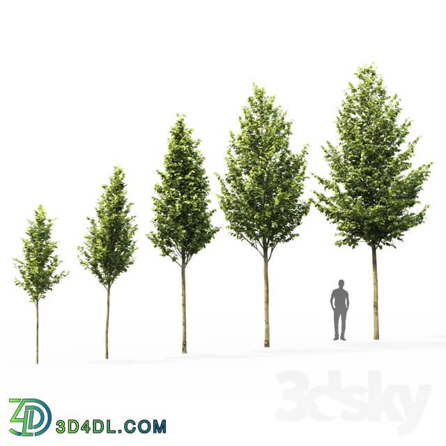 Tilia platyphyllos 3D Models