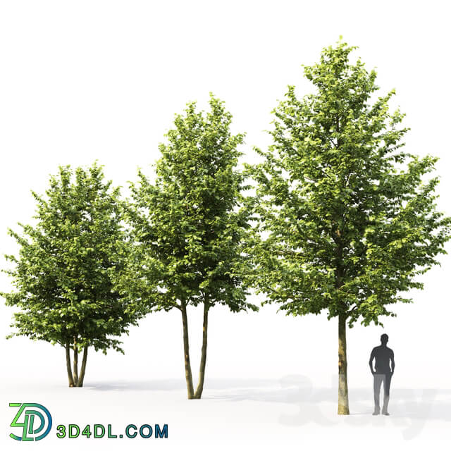 Tilia platyphyllos 3D Models