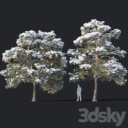 Pinus sylvestris 7 H7 8 5m Two tree set 3D Models 
