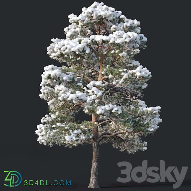 Pinus sylvestris 7 H7 8 5m Two tree set 3D Models