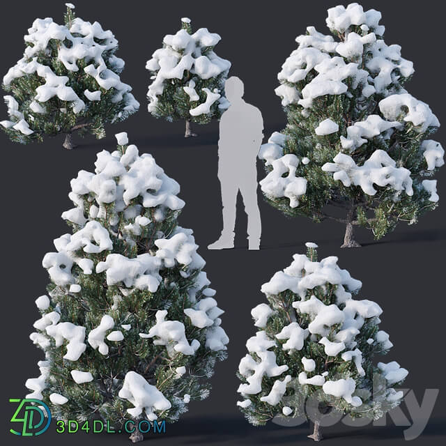 Pinus sylvestris 11 H1m 3m Winter Five tree set 3D Models