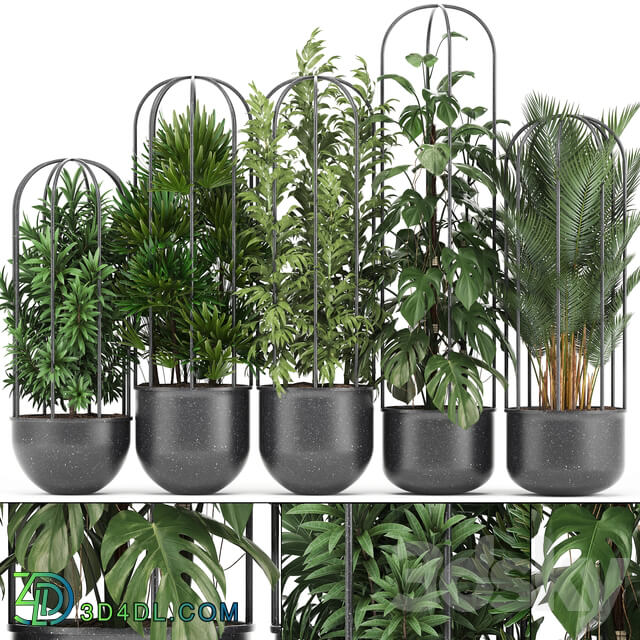 Plant collection 329. Black pot flowerpot loft palm tree monstera rapis bamboo interior indoor bushes exotic tropical industrial style metal flowerpot Raphis palm 3D Models