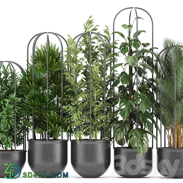 Plant collection 329. Black pot flowerpot loft palm tree monstera rapis bamboo interior indoor bushes exotic tropical industrial style metal flowerpot Raphis palm 3D Models