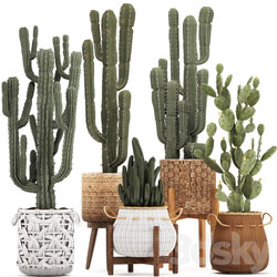 Collection of plants 330. Basket rattan prickly pear indoor cactus white basket carnegia Prickly pear desert plants eco design wicker 3D Models 