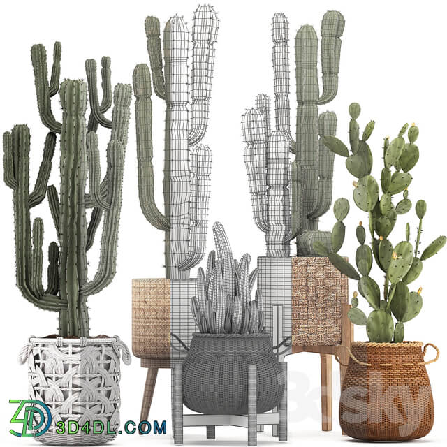 Collection of plants 330. Basket rattan prickly pear indoor cactus white basket carnegia Prickly pear desert plants eco design wicker 3D Models