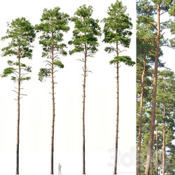 Pinus sylvestris 12 H24 27m Four tree set 3D Models 