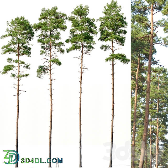 Pinus sylvestris 12 H24 27m Four tree set 3D Models