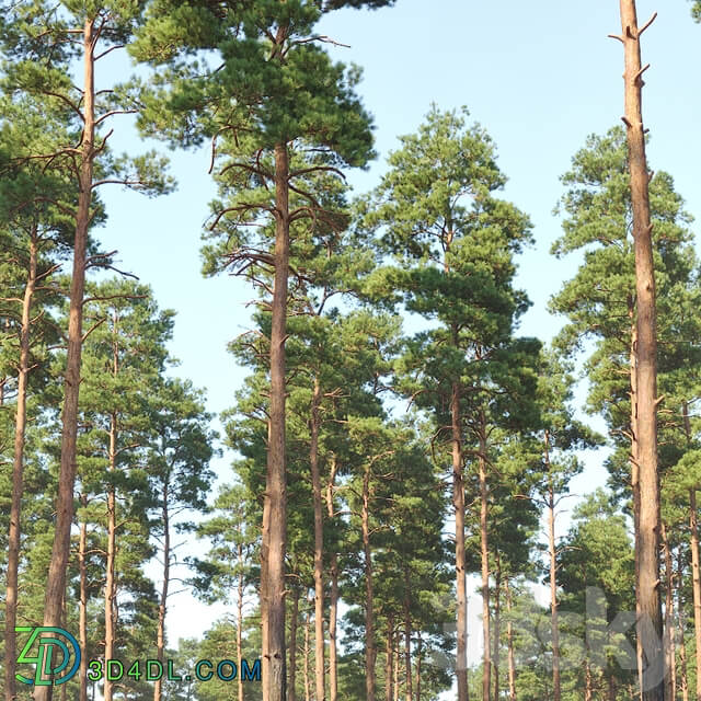 Pinus sylvestris 12 H24 27m Four tree set 3D Models