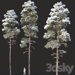 Pinus sylvestris Nr14 H16 18m. Two winter trees 3D Models 