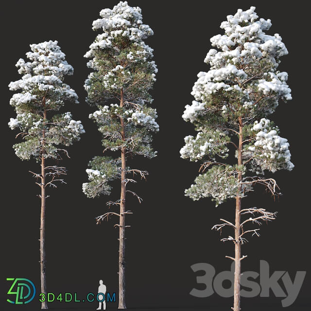 Pinus sylvestris Nr14 H16 18m. Two winter trees 3D Models