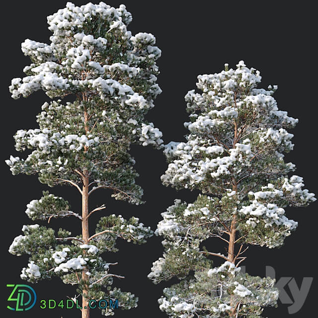 Pinus sylvestris Nr14 H16 18m. Two winter trees 3D Models