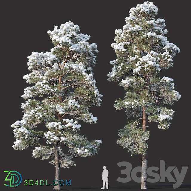 Pinus sylvestris 15 H12 14m. Two winter trees 3D Models