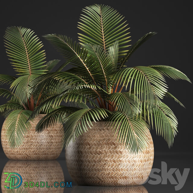 Plant Coconut palm 340. Small palm basket rattan indoor interior eco design natural decor 3D Models