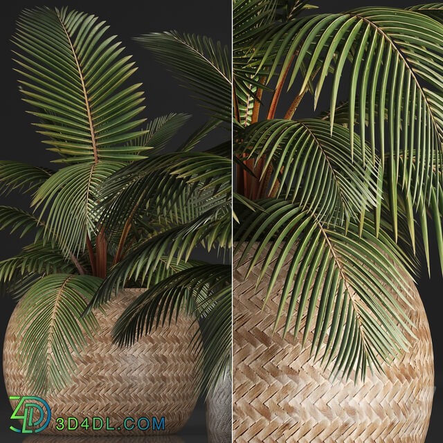 Plant Coconut palm 340. Small palm basket rattan indoor interior eco design natural decor 3D Models