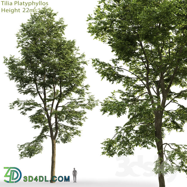 Tilia platyphyllos 3D Models