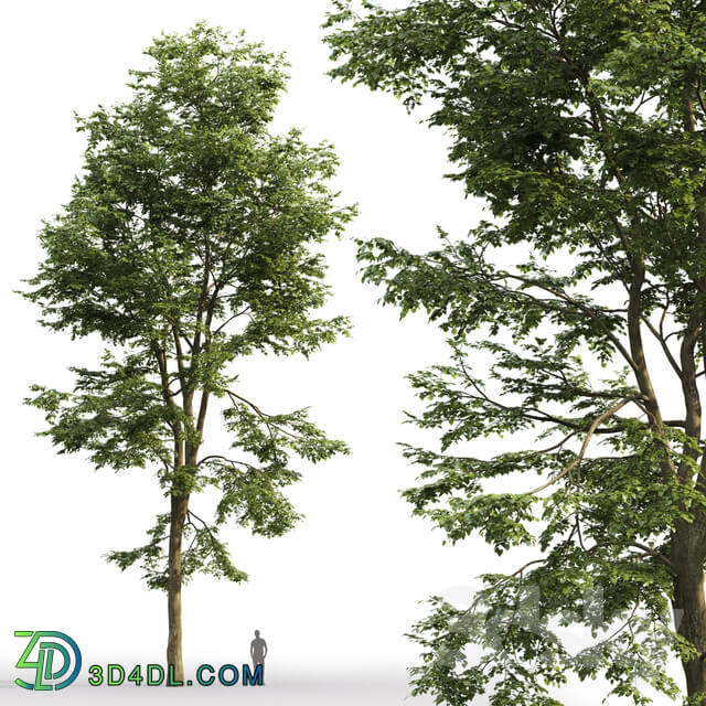 Tilia platyphyllos 3D Models