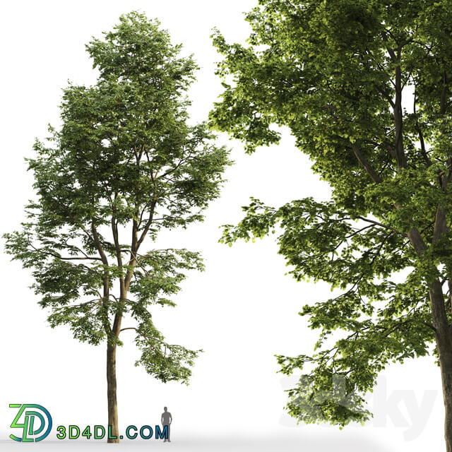 Tilia platyphyllos 3D Models