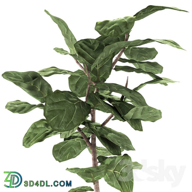 Ficus lyrata PLANT EXOTIC