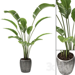 Tropical Palm Exotic Pot Plant 