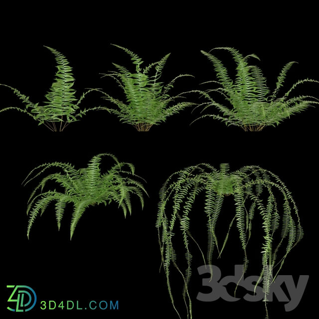 Nephrolepis cordifolia Plant set 10