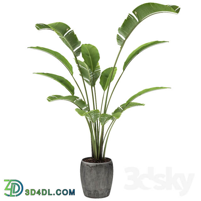Tropical Palm Exotic Pot Plant
