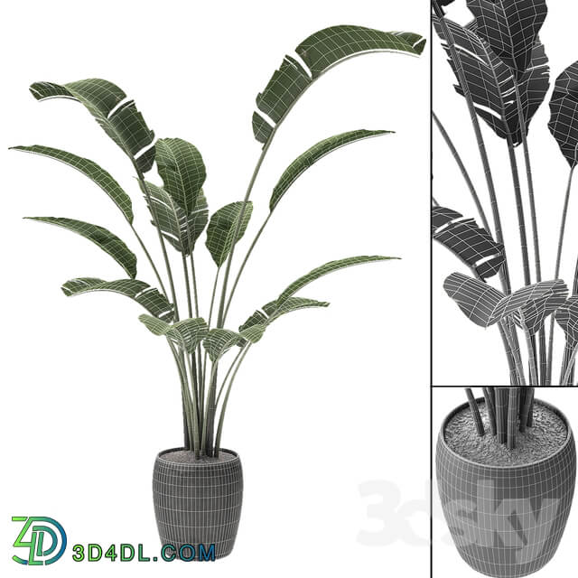 Tropical Palm Exotic Pot Plant