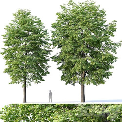 Tilia europaea 4 H12 14m Two tree set 3D Models 