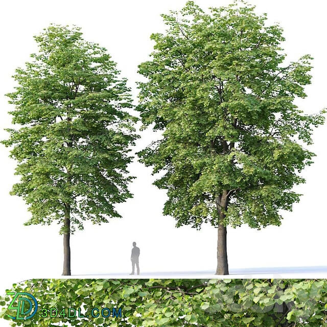 Tilia europaea 4 H12 14m Two tree set 3D Models