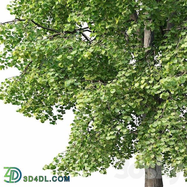 Tilia europaea 4 H12 14m Two tree set 3D Models