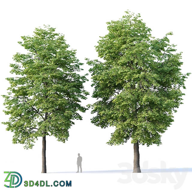 Tilia europaea 4 H12 14m Two tree set 3D Models