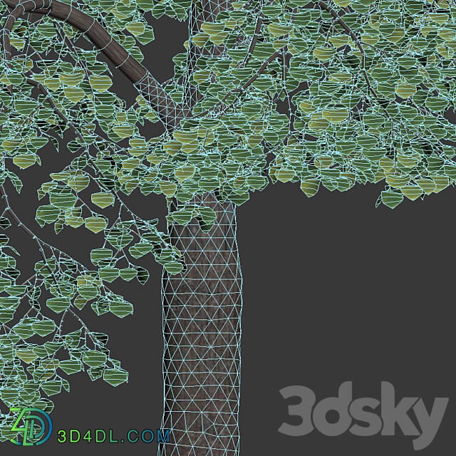 Tilia europaea 4 H12 14m Two tree set 3D Models