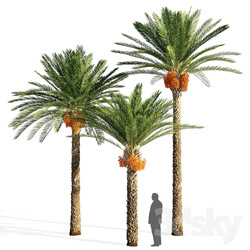 Date palm 