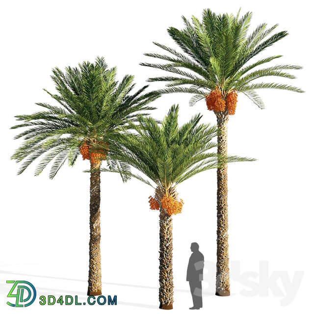 Date palm